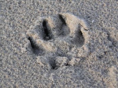 Hundepfote im Sand