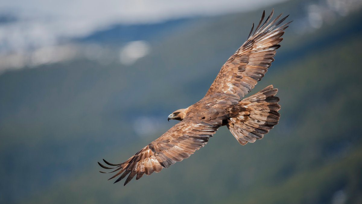 Adler im Flug über den Bergen, Symbolbild für den Aufbaukurs 2 Tierkommunikation