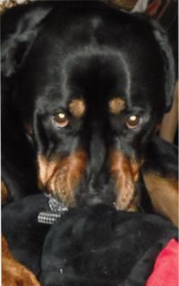 Der Hund Adonis, ein Rottweiler, schaut in die Kamera
