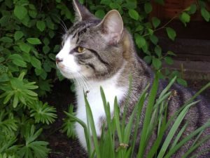 Kater Rico, grau-weiß getigert, sitzt im Gras