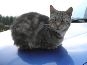 Die getigerte Katze Shaney liegt auf einer blauen Unterlage