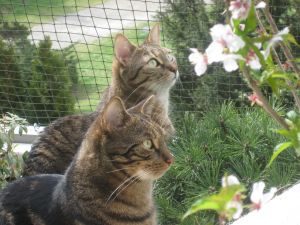 Die Katzen Lenny und Chiara hinter einem Netz im Garten